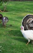 Туры в отель Fazlani Natures Nest - The Wellness Retreat Туры в отель Fazlani Natures Nest - The Wellness Retreat