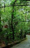 Туры в отель Wayanad Silverwoods Forest Resort & Spa Туры в отель Wayanad Silverwoods Forest Resort & Spa