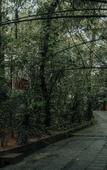 Туры в отель Wayanad Silverwoods Forest Resort & Spa Туры в отель Wayanad Silverwoods Forest Resort & Spa