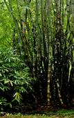 Туры в отель Wayanad Silverwoods Forest Resort & Spa Туры в отель Wayanad Silverwoods Forest Resort & Spa