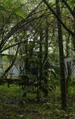 Туры в отель Wayanad Silverwoods Forest Resort & Spa Туры в отель Wayanad Silverwoods Forest Resort & Spa