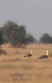 Туры в отель Sonal Desert Camp Jaisalmer Туры в отель Sonal Desert Camp Jaisalmer