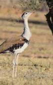 Туры в отель Sonal Desert Camp Jaisalmer Туры в отель Sonal Desert Camp Jaisalmer