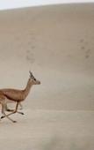 Туры в отель Sonal Desert Camp Jaisalmer Туры в отель Sonal Desert Camp Jaisalmer