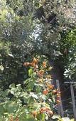 Туры в отель Hotel Il Nido Sorrento Туры в отель Hotel Il Nido Sorrento