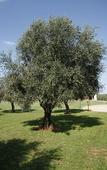 Туры в отель Villa Barbarina Boutique Resort - Nature - Hotel & Restaurant - Alghero Туры в отель Villa Barbarina Boutique Resort - Nature - Hotel & Restaurant - Alghero
