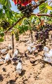 Туры в отель Il Gallo con gli Stivali Туры в отель Il Gallo con gli Stivali