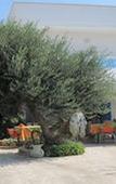 Туры в отель Hotel I Colori del Mare Туры в отель Hotel I Colori del Mare