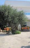 Туры в отель Hotel I Colori del Mare Туры в отель Hotel I Colori del Mare