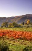 Туры в отель Agriturismo Colognole Туры в отель Agriturismo Colognole