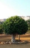 Туры в отель B&B Lekythos Туры в отель B&B Lekythos
