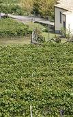 Туры в отель Etna Wine Agriturismo Туры в отель Etna Wine Agriturismo