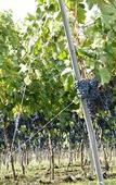 Туры в отель Etna Wine Agriturismo Туры в отель Etna Wine Agriturismo