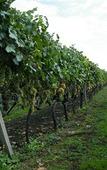 Туры в отель Etna Wine Agriturismo Туры в отель Etna Wine Agriturismo