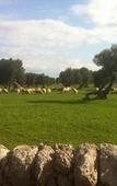Туры в отель Masseria Pelosella B&B Туры в отель Masseria Pelosella B&B