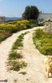 Туры в отель Masseria Pelosella B&B Туры в отель Masseria Pelosella B&B