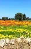Туры в отель Masseria Pelosella B&B Туры в отель Masseria Pelosella B&B