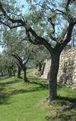 Туры в отель Il Castellaccio Туры в отель Il Castellaccio