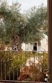 Туры в отель Masseria Grieco Туры в отель Masseria Grieco