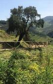 Туры в отель Agriturismo Mama Lina Туры в отель Agriturismo Mama Lina