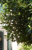 Туры в отель Agriturismo Le Clementine Туры в отель Agriturismo Le Clementine