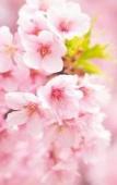 Туры в отель Hotel Agora Osaka Moriguchi Туры в отель Hotel Agora Osaka Moriguchi