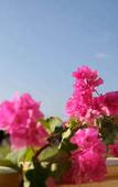Туры в отель LiVEMAX AMMS CanNa Resort Villa Туры в отель LiVEMAX AMMS CanNa Resort Villa