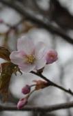 Туры в отель Ryokan Sensyoen Туры в отель Ryokan Sensyoen