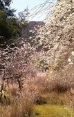 Туры в отель Hinotanionsen Misugi Resort Туры в отель Hinotanionsen Misugi Resort