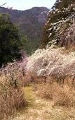 Туры в отель Hinotanionsen Misugi Resort Туры в отель Hinotanionsen Misugi Resort
