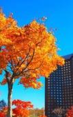 Туры в отель The Westin Rusutsu Resort Туры в отель The Westin Rusutsu Resort