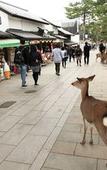 Туры в отель Oak Hostel Nara Туры в отель Oak Hostel Nara