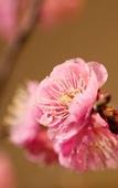 Туры в отель Arima Hot spring Ryokan Kotori Туры в отель Arima Hot spring Ryokan Kotori