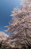 Туры в отель Nagomi Hotel Nippori Туры в отель Nagomi Hotel Nippori