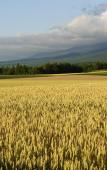 Туры в отель Hotel Hanafuji Inn Туры в отель Hotel Hanafuji Inn
