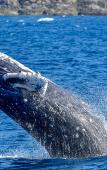 Туры в отель BLUE STEAK WONDER CHATAN Туры в отель BLUE STEAK WONDER CHATAN