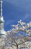 Туры в отель Tora Hotel Skytree Туры в отель Tora Hotel Skytree