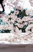 Туры в отель TORA HOTEL Sensoji SUNNY Туры в отель TORA HOTEL Sensoji SUNNY