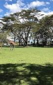 Туры в отель Muthu Lake Naivasha Country Club, Naivasha Туры в отель Muthu Lake Naivasha Country Club, Naivasha