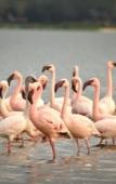 Туры в отель Muthu Lake Naivasha Country Club, Naivasha Туры в отель Muthu Lake Naivasha Country Club, Naivasha