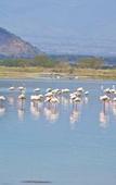 Туры в отель Sirville Lake Elementaita Lodge Туры в отель Sirville Lake Elementaita Lodge