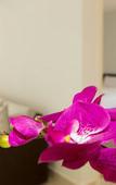 Туры в отель La Belle Residence Туры в отель La Belle Residence