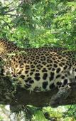 Туры в отель Koragaha Lodge Туры в отель Koragaha Lodge