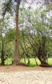 Туры в отель Milk House Cottage Udawalawe Туры в отель Milk House Cottage Udawalawe