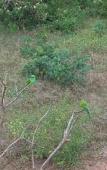 Туры в отель Milk House Cottage Udawalawe Туры в отель Milk House Cottage Udawalawe