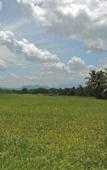 Туры в отель Milk House Cottage Udawalawe Туры в отель Milk House Cottage Udawalawe