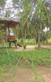 Туры в отель Milk House Cottage Udawalawe Туры в отель Milk House Cottage Udawalawe