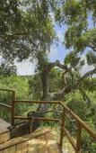 Туры в отель Leopard Nest in Yala Туры в отель Leopard Nest in Yala