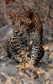 Туры в отель Leopard Nest in Yala Туры в отель Leopard Nest in Yala