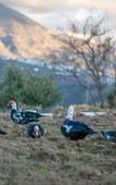 Туры в отель El Cortijo Hotel & Spa Chefchaouen Туры в отель El Cortijo Hotel & Spa Chefchaouen